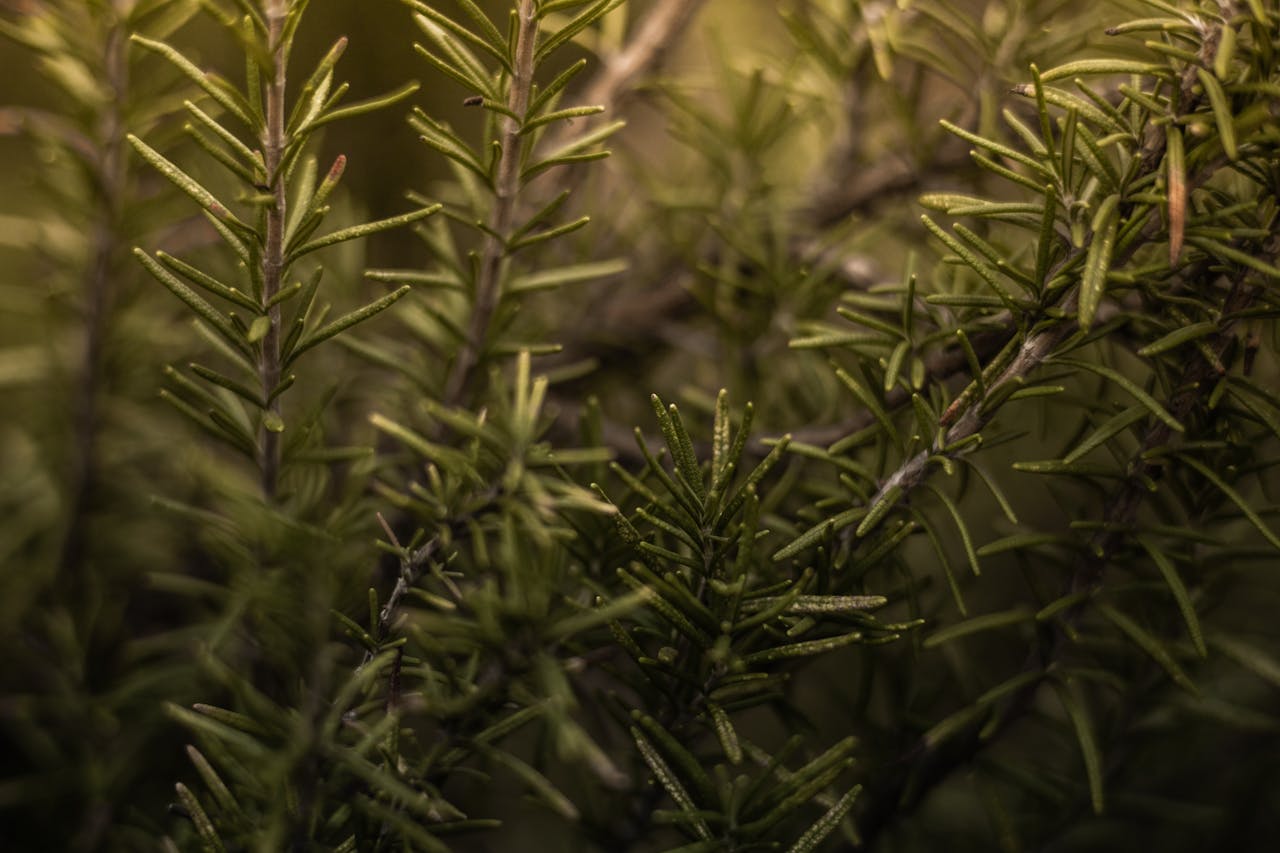 pexels-photo-15725446-15725446.jpg